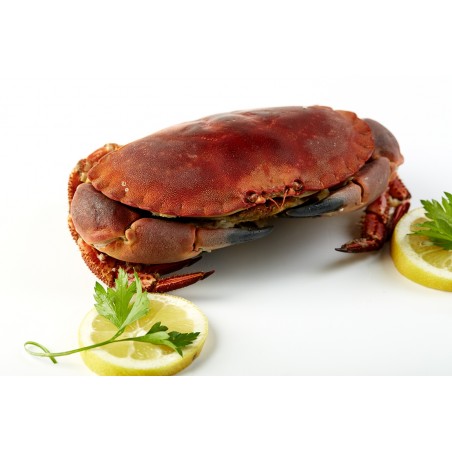 BUEY DE MAR COCIDO